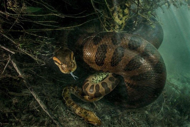 Nói đến trăn Anaconda ai cũng sợ nhưng ẩn sau bức hình này là sự thật mà ai nghe cũng dựng tóc gáy - Ảnh 1.