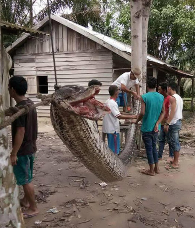 Chặn đường người dân, trăn khổng lồ 7m bị hiệp sĩ đường phố giết chết - Ảnh 1.