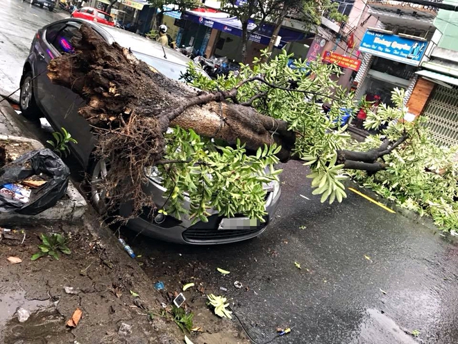 Đà Nẵng: Mưa lớn, cây xanh bật gốc đè móp đầu ôtô đậu bên đường - Ảnh 1.