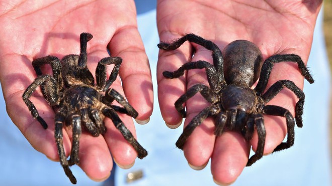 Ẩm thực lạ ở Campuchia: Món nhện độc ai nhìn cũng khiếp vía nhưng vẫn ùn ùn người ăn - Ảnh 2.