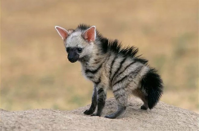 Gặp gỡ lo&agrave;i s&oacute;i đất cute lạc lối c&oacute; vẻ ngo&agrave;i trẻ m&atilde;i kh&ocirc;ng gi&agrave; - Ảnh 1.