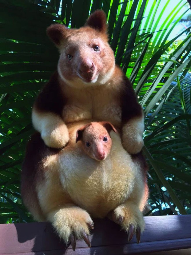 Hóa ra Úc còn có loài chuột túi ôm cây đáng yêu dã man - Ảnh 1.