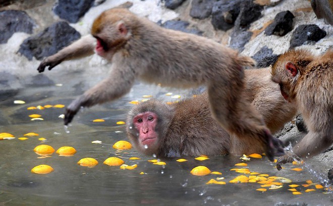Thời tiết giá lạnh, khỉ ở Nhật Bản rủ nhau ngâm suối nước nóng, đốt lửa trại nướng khoai ăn - Ảnh 10.