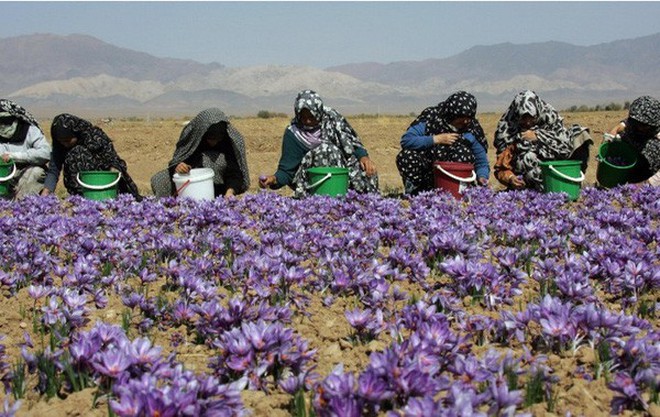 Nhụy hoa nghệ tây - Saffron có thật sự thần thánh không mà chị em nào cũng rủ nhau mua về làm đẹp? - Ảnh 2.