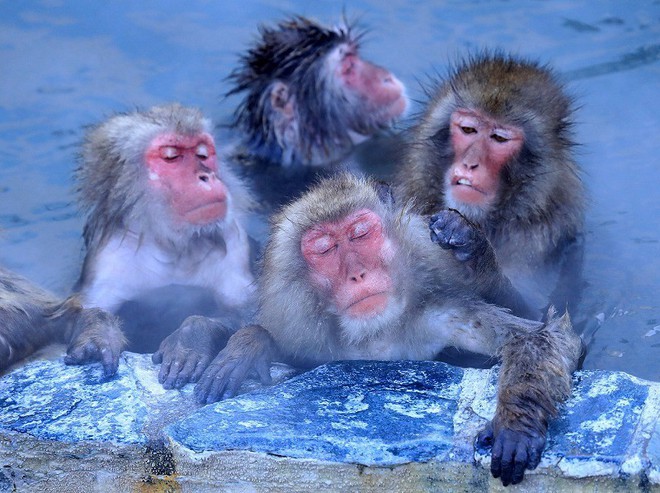 Thời tiết giá lạnh, khỉ ở Nhật Bản rủ nhau ngâm suối nước nóng, đốt lửa trại nướng khoai ăn - Ảnh 1.