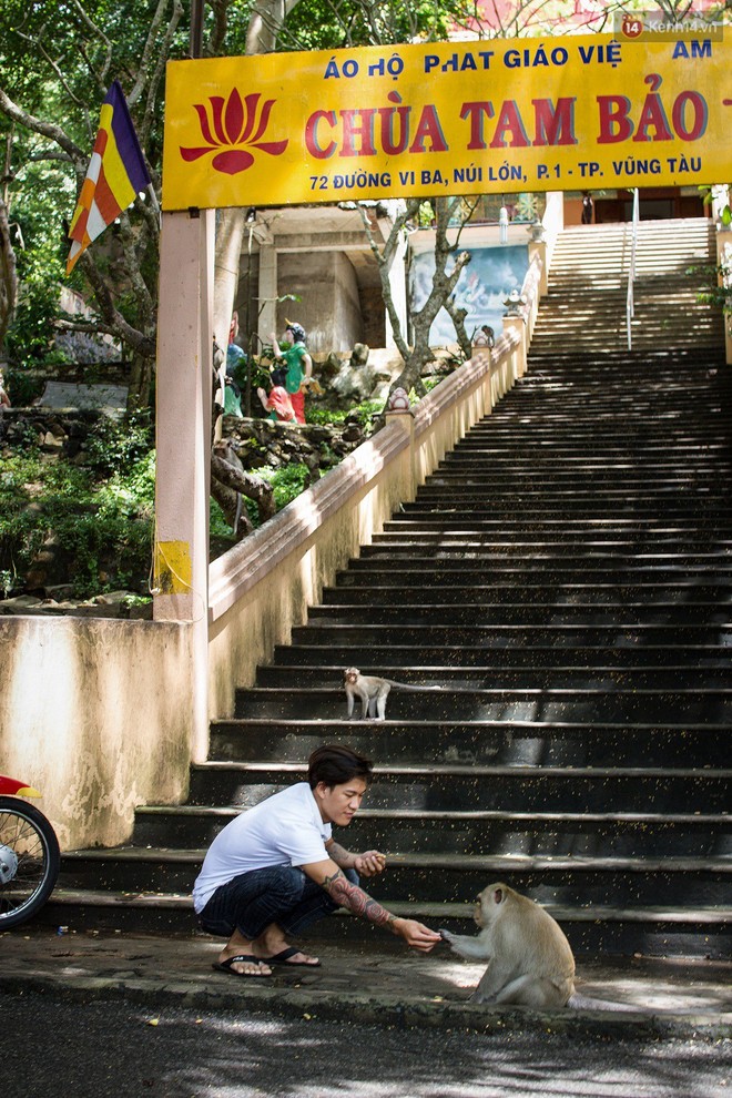 Chùm ảnh: Chuyện về đàn khỉ đuôi dài nương náu trong ngôi chùa ở Vũng Tàu, sống nhờ thức ăn của du khách - Ảnh 2.