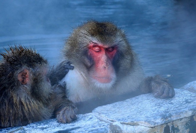 Thời tiết giá lạnh, khỉ ở Nhật Bản rủ nhau ngâm suối nước nóng, đốt lửa trại nướng khoai ăn - Ảnh 2.