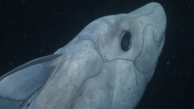 19 quái vật đại dương xấu xí cứ ngỡ bước ra từ phim viễn tưởng - Ảnh 22.