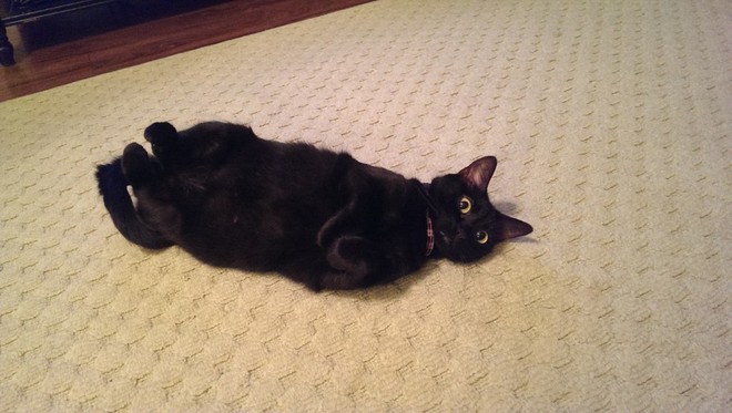 Thảm cảnh đơ như c&acirc;y cơ của 18 boss mặt ph&ecirc; sau khi ăn cỏ m&egrave;o - Ảnh 7.