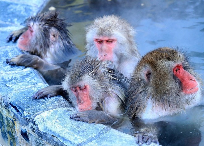 Thời tiết giá lạnh, khỉ ở Nhật Bản rủ nhau ngâm suối nước nóng, đốt lửa trại nướng khoai ăn - Ảnh 4.