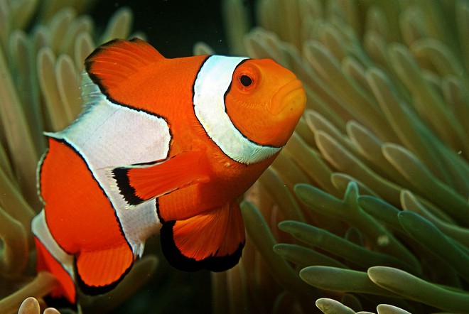 1200px-clown-fish-in-the-andaman-coral-reef-1500279507204.jpg