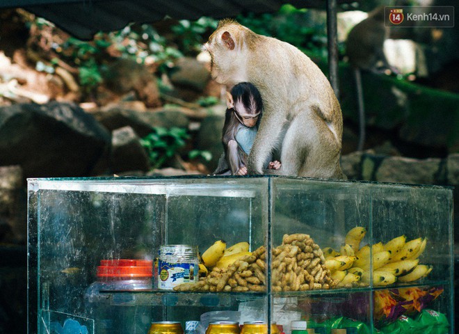 Chùm ảnh: Chuyện về đàn khỉ đuôi dài nương náu trong ngôi chùa ở Vũng Tàu, sống nhờ thức ăn của du khách - Ảnh 9.