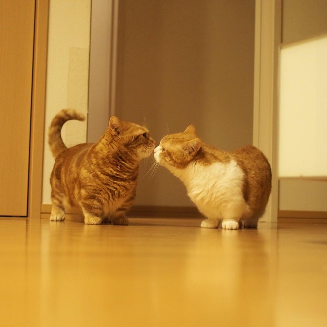 Cả thế giới ra mà xem cặp mèo chân ngắn một mẩu đốn tim cư dân mạng  - Ảnh 13.