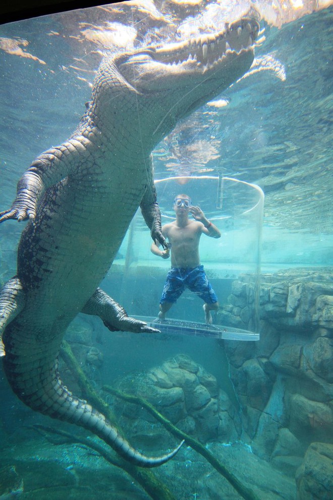 Trải nghiệm cảm gi&aacute;c đứng trong lồng tử thần đ&ugrave;a giỡn với c&aacute; sấu khổng lồ 5m - Ảnh 23.