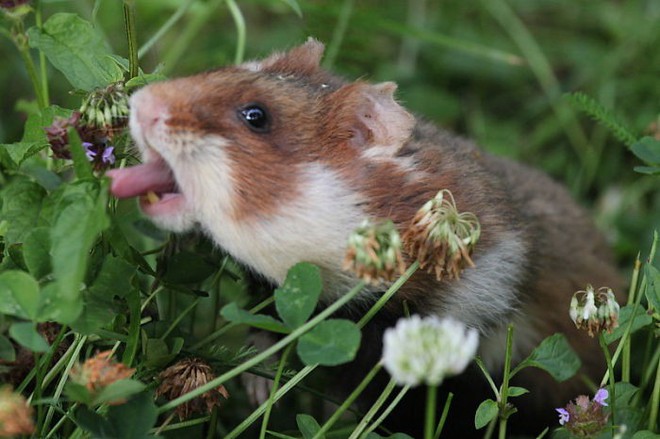 Cuộc sống hưởng thụ của 15 chú chuột hamster sống ở ngoài thế giới tự nhiên - Ảnh 11.