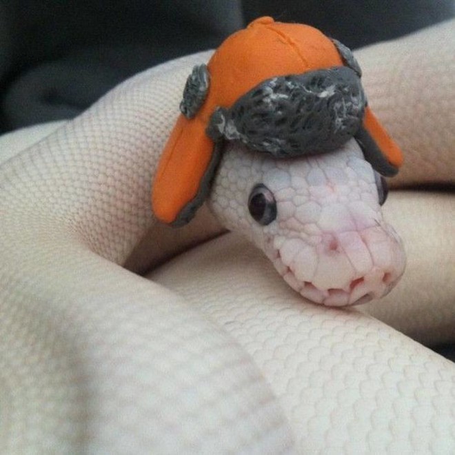 Những chú rắn có ngoại hình siêu dễ thương khiến người xem phải trầm trồ - Ảnh 1.
