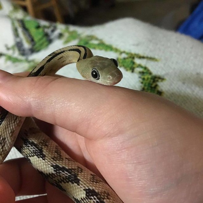 Hãy xem ảnh rắn dễ thương này để cảm nhận sự đáng yêu của chúng. Bạn sẽ không thể tin rằng những sinh vật thuộc loài đáng sợ này lại có thể trở nên dễ thương đến vậy.