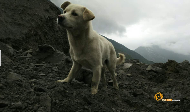 Chú chó trung thành đi khắp nơi tìm chủ trong vụ lở đất tại Trung Quốc khiến trái tim nhiều người quặn đau - Ảnh 3.