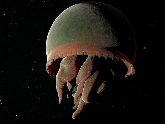 19 quái vật đại dương xấu xí cứ ngỡ bước ra từ phim viễn tưởng - Ảnh 32.