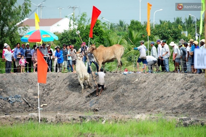 Chùm ảnh: Những pha té ngã không thương tiếc trên đường đua bò vùng Bảy Núi - Ảnh 7.