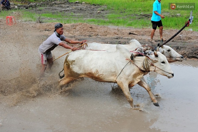 Chùm ảnh: Những pha té ngã không thương tiếc trên đường đua bò vùng Bảy Núi - Ảnh 5.