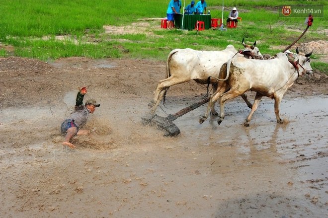 Chùm ảnh: Những pha té ngã không thương tiếc trên đường đua bò vùng Bảy Núi - Ảnh 6.