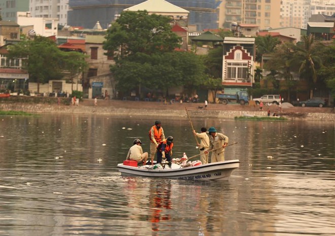 Hà Nội: Đúng 1 năm sau sự cố, cá lại chết nổi trắng mặt hồ Hoàng Cầu - Ảnh 3.