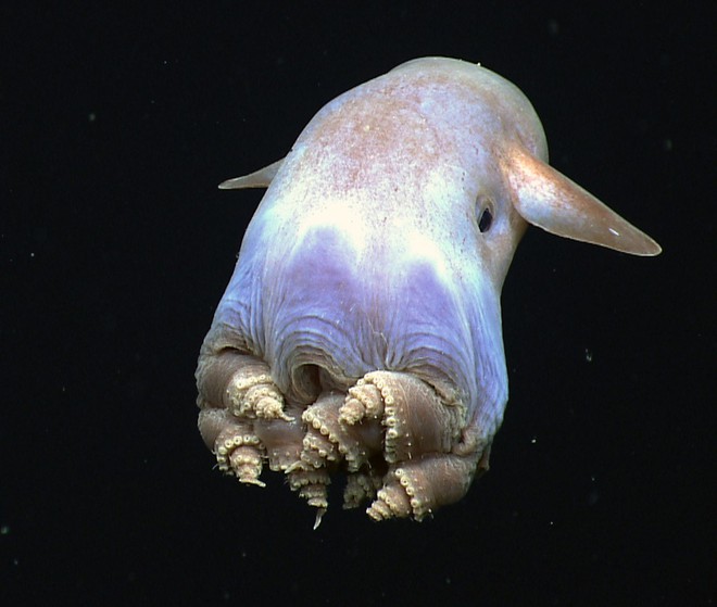 19 quái vật đại dương xấu xí cứ ngỡ bước ra từ phim viễn tưởng - Ảnh 38.