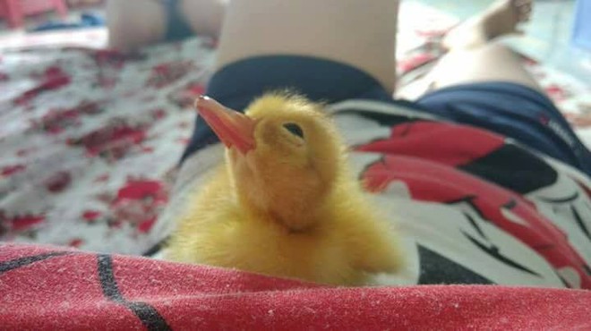 Qu&ecirc;n t&uacute;i vịt lộn v&igrave; bận chuyển nh&agrave;, c&ocirc; bạn n&agrave;y đ&atilde; c&oacute; th&ecirc;m một c&aacute;i &ldquo;đu&ocirc;i&rdquo; dễ thương thế n&agrave;y đ&acirc;y! - Ảnh 1.