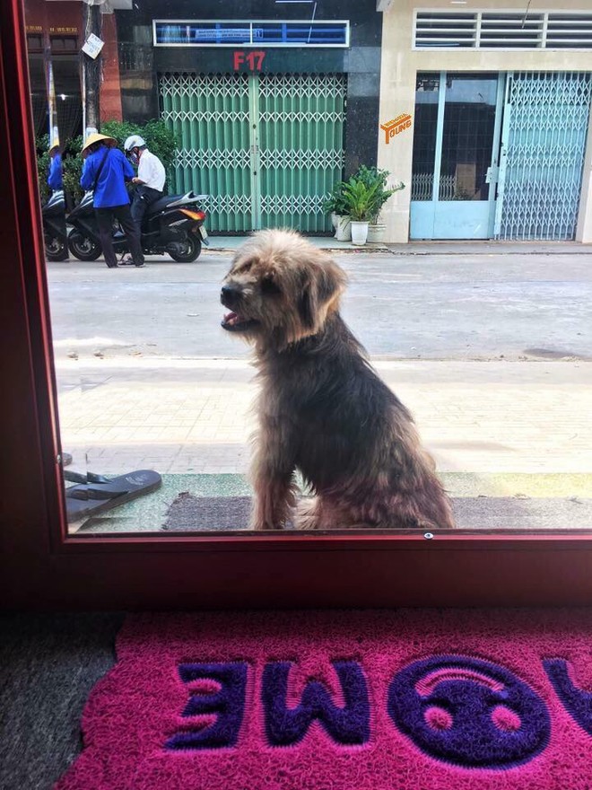 Xúc động nhất Facebook hôm nay: Chú chó ở Đồng Nai quay về tìm chủ cũ sau 3 năm bị bắt đi - Ảnh 3.