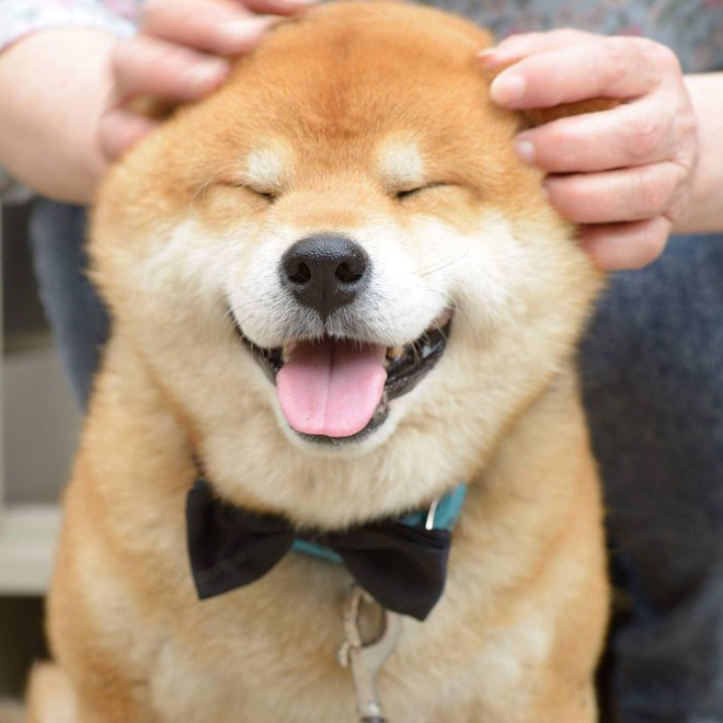 Chú chó Shiba Inu đẹp trai, vui tính được mệnh danh &quot;thánh biểu cảm&quot; của Nhật Bản - Ảnh 13.