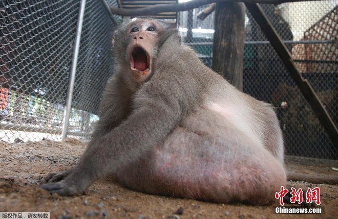 Chú khỉ béo nú béo nần vì ăn tranh hết phần của đồng bọn bị ép vào chế độ giảm cân nghiêm ngặt - Ảnh 2.