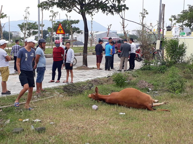 Đà Nẵng: Tông phải bò đang ngủ trên đường, ô tô leo dải phân cách húc đổ 2 cây xanh - Ảnh 1.