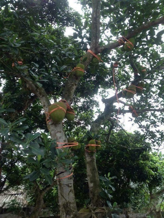 Clip: Người d&acirc;n đổ x&ocirc; ra đoạn đường ngập để bắt c&aacute; giữa t&acirc;m b&atilde;o số 4 - Ảnh 2.