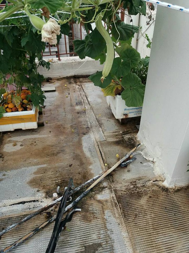 Muốn ăn rau quả g&igrave; l&agrave; l&ecirc;n s&acirc;n thượng h&aacute;i, đ&acirc;y ch&iacute;nh l&agrave; khu vườn trong mơ của nhiều người! - Ảnh 4.