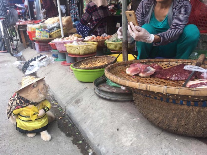 Cả khu chợ thu bé lại vừa bằng một chú Boss xuống phố đi vi hành - Ảnh 2.