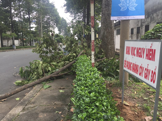 Bị nhánh cây rơi trúng đầu, cô gái bị xuất huyết não, cấp cứu trong tình trạng nguy kịch - Ảnh 2.