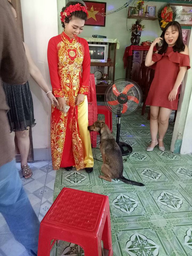 X&uacute;c động h&igrave;nh ảnh ch&uacute; ch&oacute; quấn ch&acirc;n, kh&ocirc;ng muốn rời xa trong ng&agrave;y c&ocirc; chủ đi lấy chồng - Ảnh 4.