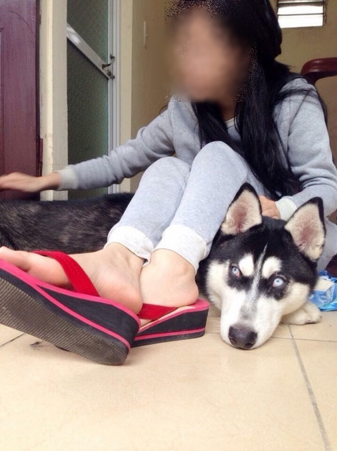 Cô gái cho bạn thân mượn chó cưng Husky để vượt qua stress, bạn bán chó lấy 2 triệu tiêu xài - Ảnh 2.