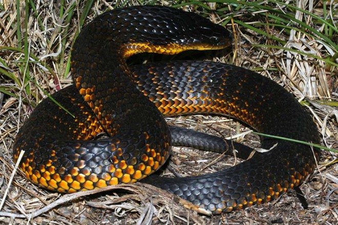 Loài rắn này sở hữu loại độc tố mạnh đến mức 10 triệu năm không cần tiến hóa - Ảnh 1.