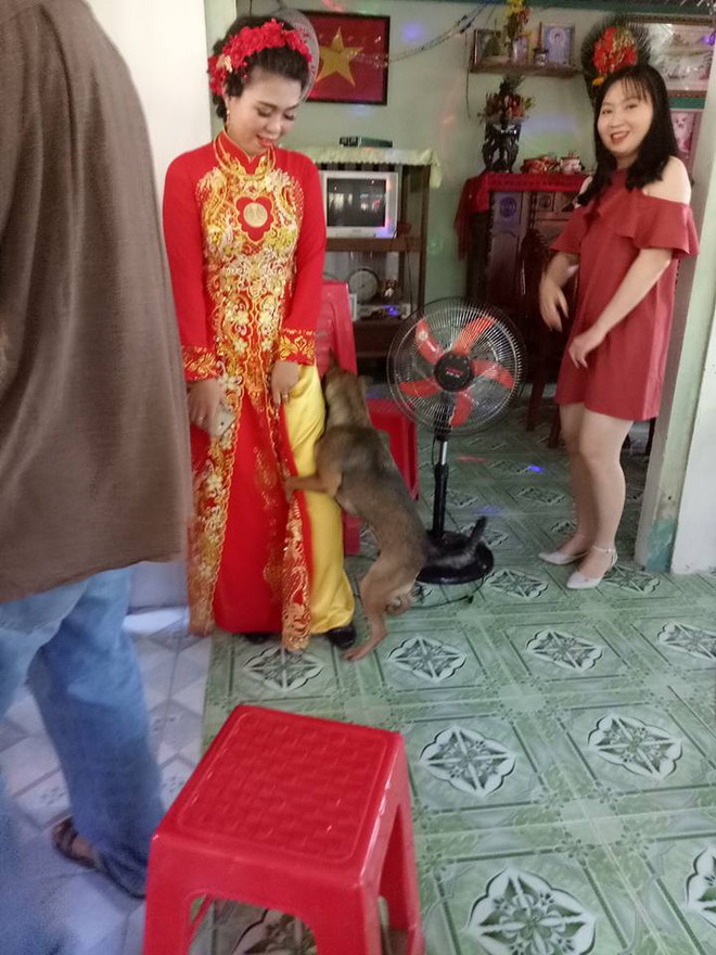 Biết c&ocirc; chủ sắp l&agrave;m đ&aacute;m cưới về nh&agrave; chồng, ch&uacute; ch&oacute; nhỏ &ocirc;m chặt ch&acirc;n kh&ocirc;ng chịu rời đi - Ảnh 5.