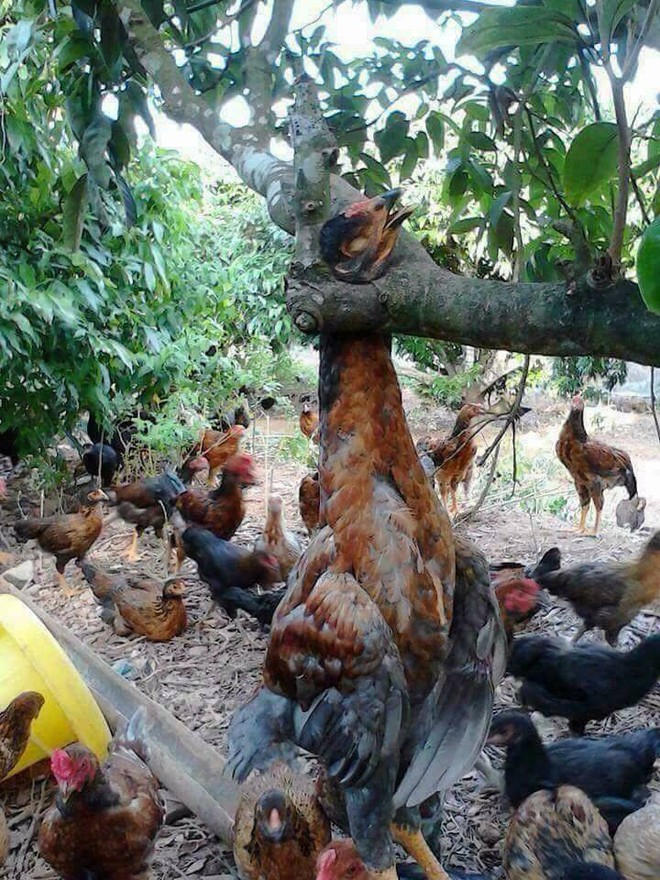 Chơi đ&ugrave;a trong s&acirc;n, ch&uacute; g&agrave; kh&ocirc;ng hiểu sao lại bị kẹt cả cổ v&agrave; treo lơ lửng tr&ecirc;n c&acirc;y - Ảnh 1.
