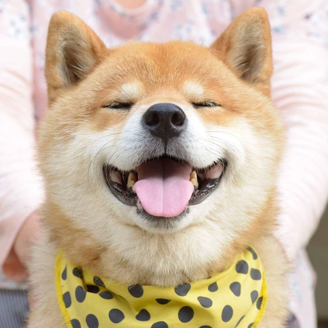 Chú chó Shiba Inu đẹp trai, vui tính được mệnh danh thánh biểu cảm của Nhật Bản - Ảnh 3.