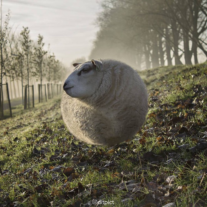 Bộ ảnh Photoshop các loài động vật trở nên tròn vo như bóng bay - Ảnh 3.