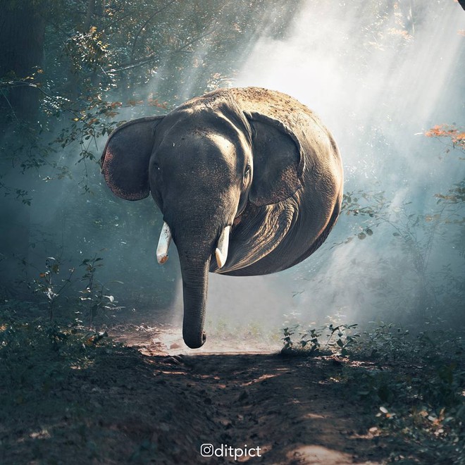 Bộ ảnh Photoshop c&aacute;c lo&agrave;i động vật trở n&ecirc;n tr&ograve;n vo như b&oacute;ng bay - Ảnh 5.