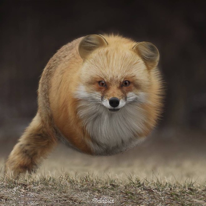 Bộ ảnh Photoshop c&aacute;c lo&agrave;i động vật trở n&ecirc;n tr&ograve;n vo như b&oacute;ng bay - Ảnh 7.