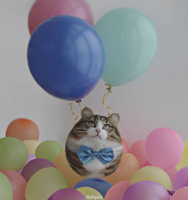 Bộ ảnh Photoshop c&aacute;c lo&agrave;i động vật trở n&ecirc;n tr&ograve;n vo như b&oacute;ng bay - Ảnh 11.