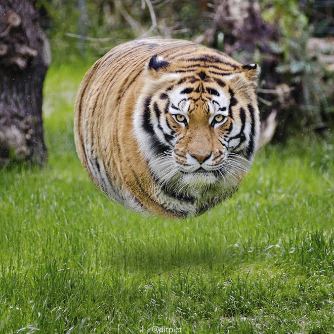 Bộ ảnh Photoshop c&aacute;c lo&agrave;i động vật trở n&ecirc;n tr&ograve;n vo như b&oacute;ng bay - Ảnh 13.