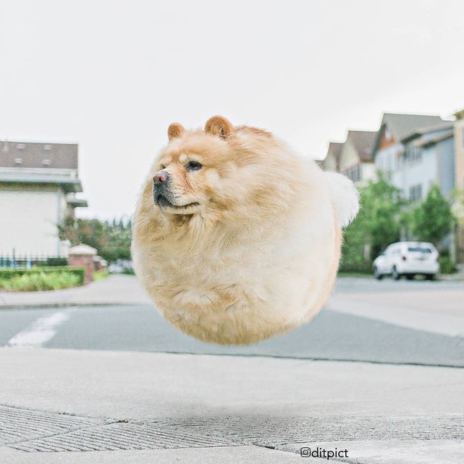 Bộ ảnh Photoshop c&aacute;c lo&agrave;i động vật trở n&ecirc;n tr&ograve;n vo như b&oacute;ng bay - Ảnh 17.