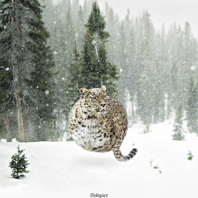Bộ ảnh Photoshop các loài động vật trở nên tròn vo như bóng bay - Ảnh 23.
